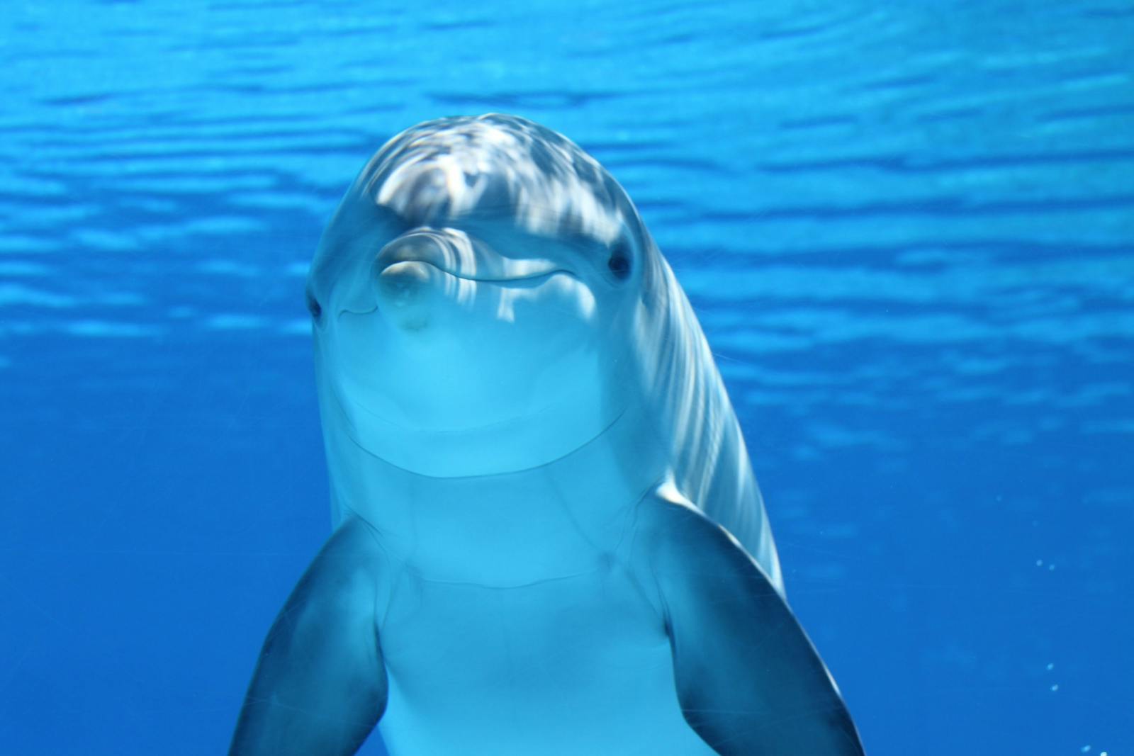 21 dolphin 4k wallpapers dolphin 4k wallpapers, dolphin ultra HD pictures, marine life wallpapers, ocean animals 4k, ocean dolphin backgrounds, sea life desktop wallpapers, underwater dolphin images Dolphin 4K Wallpapers – Joyful Swimmers of the Ocean dolphin 4k wallpapers Dolphin 4K Wallpapers – Joyful Swimmers of the Ocean