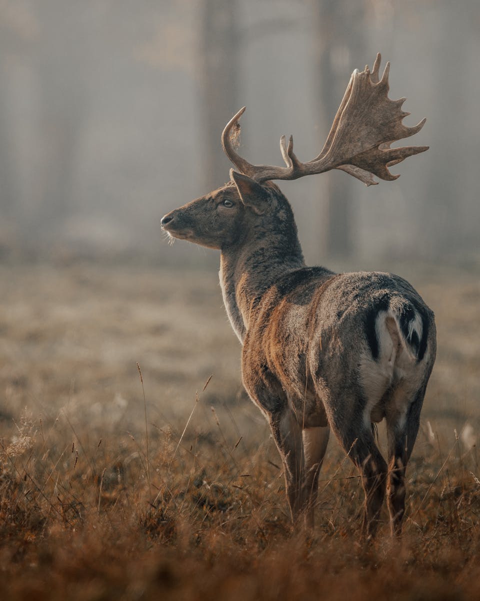 5 buck deer in fog wallpapers 4K buck deer in fog wallpapers 4K, deer and mist 4K background, deer wallpaper HD, forest deer wallpaper, majestic buck wallpapers, nature fog backgrounds, wild animal wallpapers 4K Buck Deer in Fog Wallpapers 4K – The Majestic Beauty of Nature’s Silent Mornings buck deer in fog wallpapers 4K Buck Deer in Fog Wallpapers 4K – The Majestic Beauty of Nature’s Silent Mornings