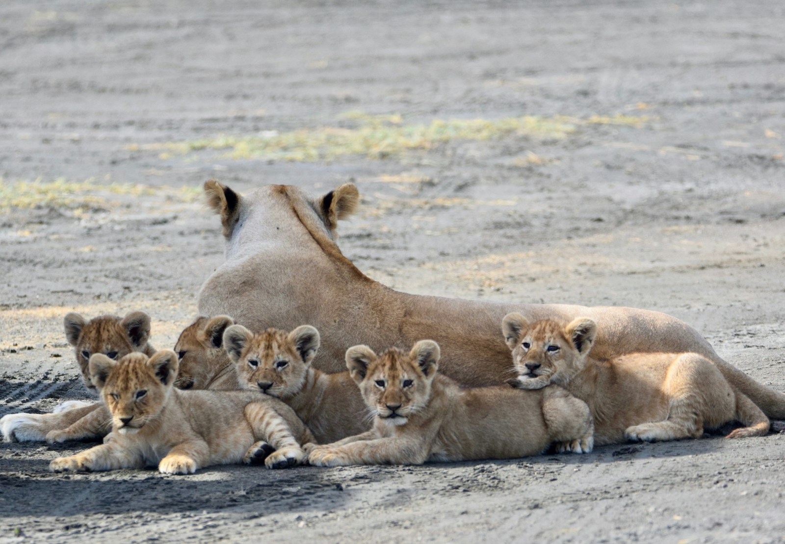 20 African lions African lions, animal wallpapers, baby lion wallpaper, cute lion wallpapers, lion cub 4K wallpapers, lion cub wallpapers, majestic lions, nature backgrounds, wildlife photography Lion Cub Wallpapers – The Cutest Faces of the Wild African lions Lion Cub Wallpapers – The Cutest Faces of the Wild