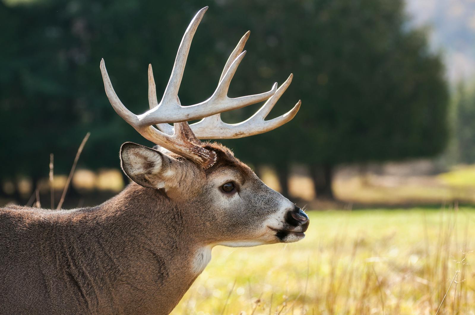 8 buck deer in fog wallpapers 4K buck deer in fog wallpapers 4K, deer and mist 4K background, deer wallpaper HD, forest deer wallpaper, majestic buck wallpapers, nature fog backgrounds, wild animal wallpapers 4K Buck Deer in Fog Wallpapers 4K – The Majestic Beauty of Nature’s Silent Mornings buck deer in fog wallpapers 4K Buck Deer in Fog Wallpapers 4K – The Majestic Beauty of Nature’s Silent Mornings