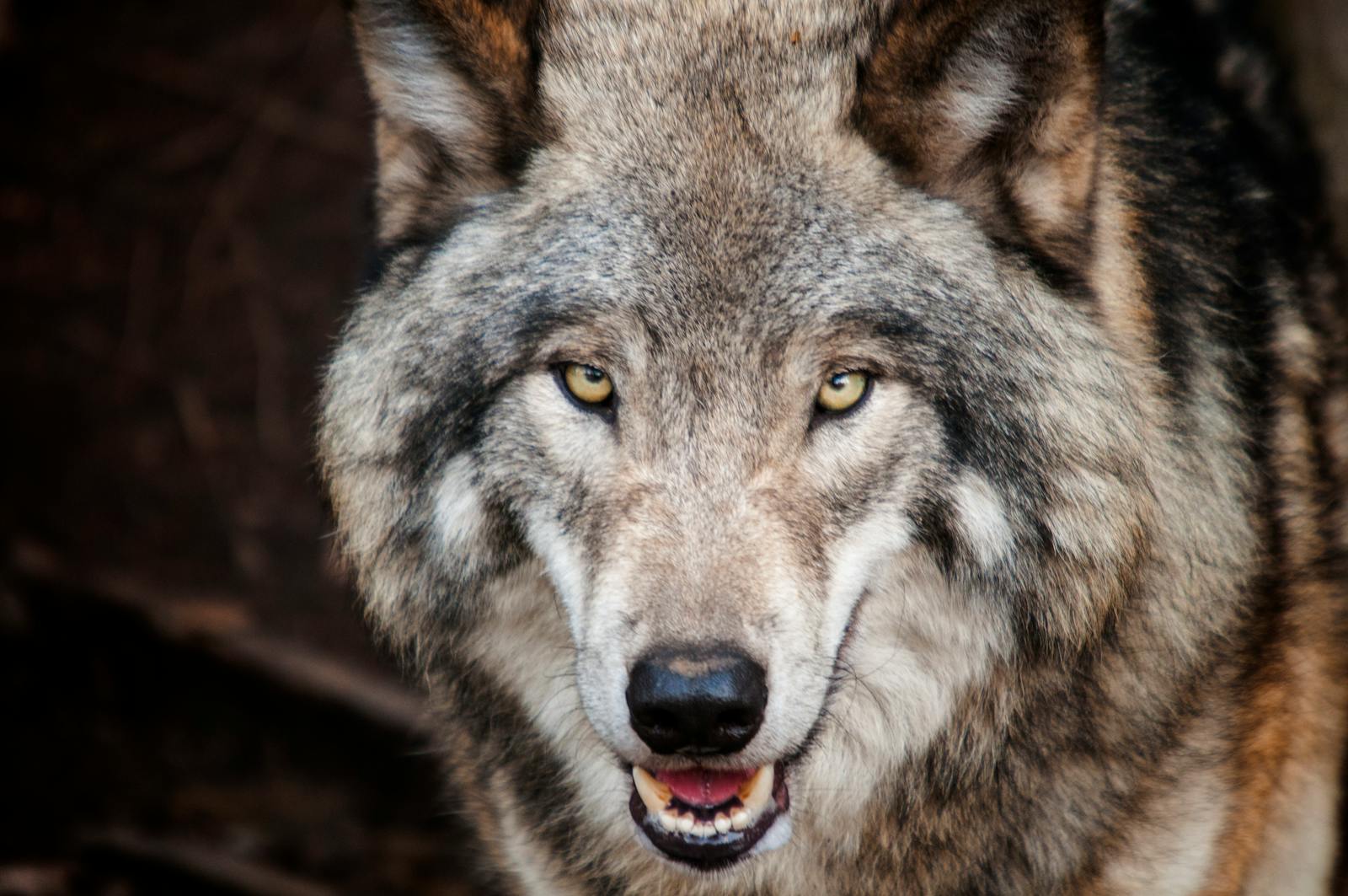 1 4K wolf images 4K wolf images, fantasy wolf wallpaper, snow wolf 4K, wild animal wallpapers, wolf HD background, wolf wallpaper 4K, wolf wallpaper for phone, wolf wallpapers for desktop Wolf Wallpaper 4K – The Wild Beauty of Nature on Your Screen 4K wolf images Wolf Wallpaper 4K – The Wild Beauty of Nature on Your Screen