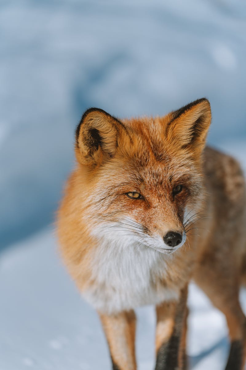 arctic fox wallpaper Fox Wallpapers – Elegant and Clever Forest Creatures