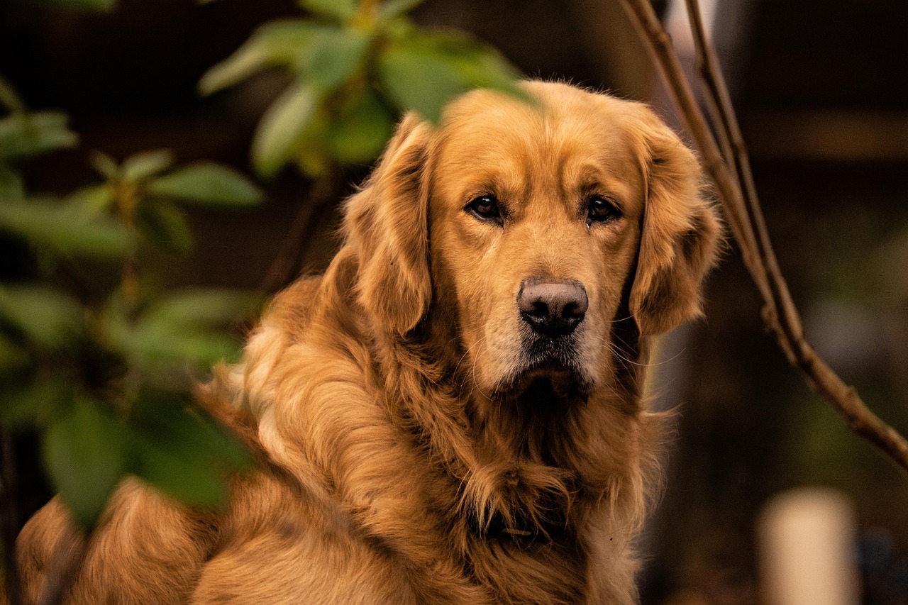 9 best dog wallpapers best dog wallpapers, cute dog backgrounds, Golden Retriever 4K wallpapers, Golden Retriever background HD, Golden Retriever puppies, loyal dog breed images, pet photography, Ultra HD animal wallpapers Golden Retriever 4K Wallpapers – Loyal and Nice Companions best dog wallpapers Golden Retriever 4K Wallpapers – Loyal and Nice Companions