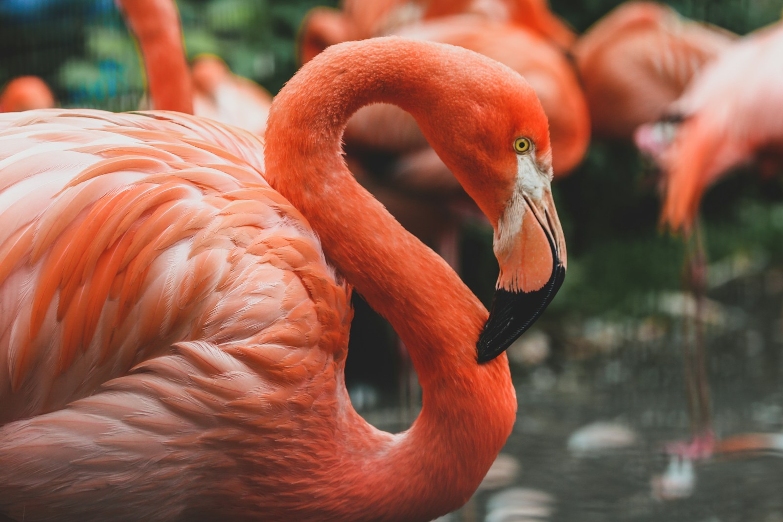 digital wallpapers Flamingo Wallpapers 4K – Glossy Pink Birds inside the Wild