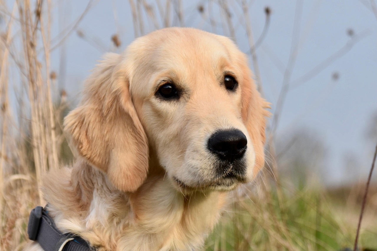 5 best dog wallpapers best dog wallpapers, cute dog backgrounds, Golden Retriever 4K wallpapers, Golden Retriever background HD, Golden Retriever puppies, loyal dog breed images, pet photography, Ultra HD animal wallpapers Golden Retriever 4K Wallpapers – Loyal and Nice Companions best dog wallpapers Golden Retriever 4K Wallpapers – Loyal and Nice Companions