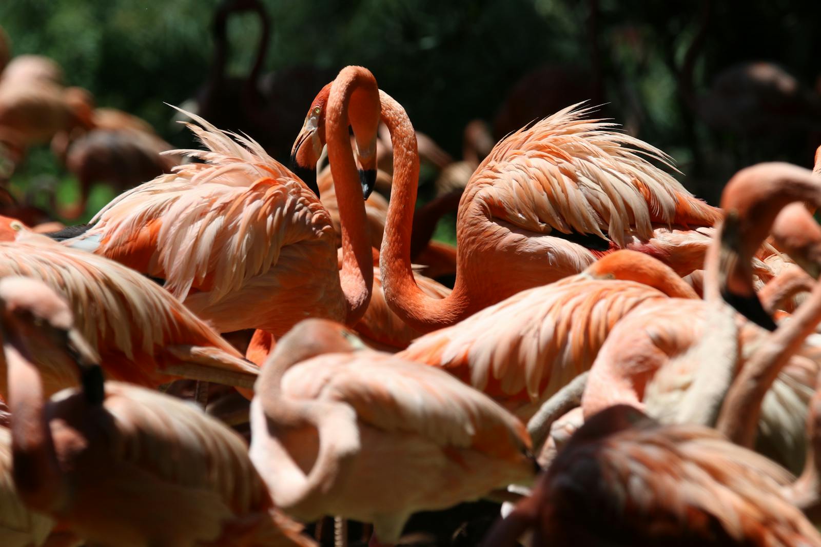 digital wallpapers Flamingo Wallpapers 4K – Glossy Pink Birds inside the Wild
