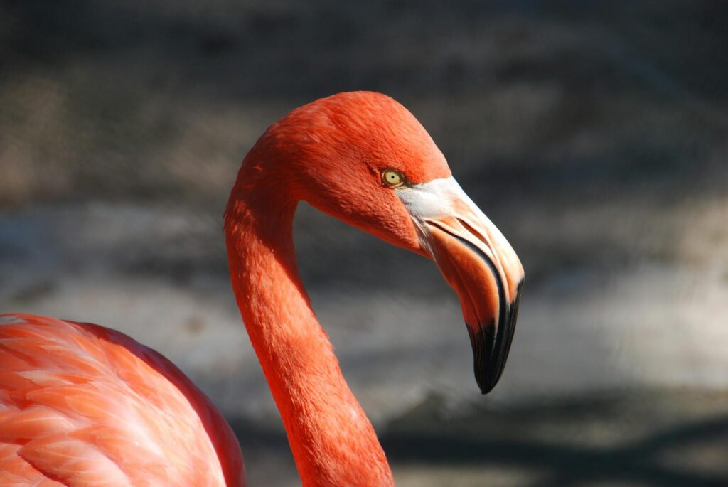 digital wallpapers Flamingo Wallpapers 4K – Glossy Pink Birds inside the Wild