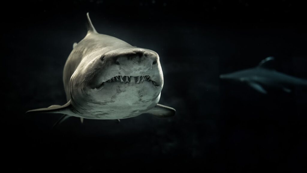 Deep Sea Wallpapers Shark 4K Wallpapers – Fearless Predators of the Ocean