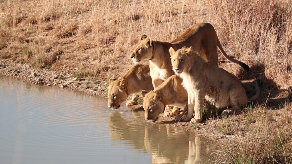 African lions Lion Cub Wallpapers – The Cutest Faces of the Wild