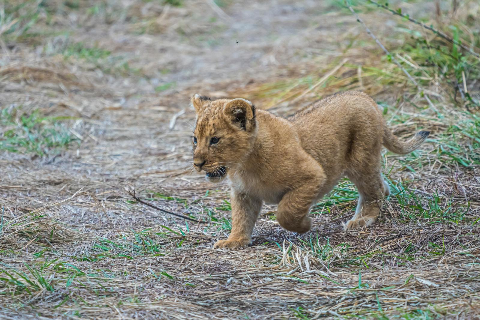 12 African lions African lions, animal wallpapers, baby lion wallpaper, cute lion wallpapers, lion cub 4K wallpapers, lion cub wallpapers, majestic lions, nature backgrounds, wildlife photography Lion Cub Wallpapers – The Cutest Faces of the Wild African lions Lion Cub Wallpapers – The Cutest Faces of the Wild