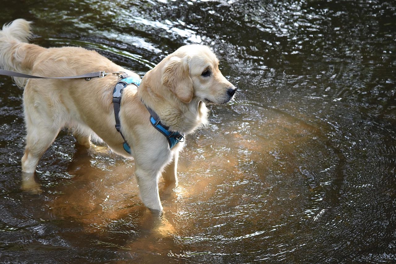 1 best dog wallpapers best dog wallpapers, cute dog backgrounds, Golden Retriever 4K wallpapers, Golden Retriever background HD, Golden Retriever puppies, loyal dog breed images, pet photography, Ultra HD animal wallpapers Golden Retriever 4K Wallpapers – Loyal and Nice Companions best dog wallpapers Golden Retriever 4K Wallpapers – Loyal and Nice Companions