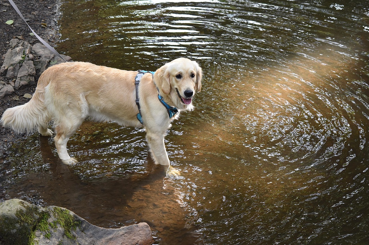 6 best dog wallpapers best dog wallpapers, cute dog backgrounds, Golden Retriever 4K wallpapers, Golden Retriever background HD, Golden Retriever puppies, loyal dog breed images, pet photography, Ultra HD animal wallpapers Golden Retriever 4K Wallpapers – Loyal and Nice Companions best dog wallpapers Golden Retriever 4K Wallpapers – Loyal and Nice Companions