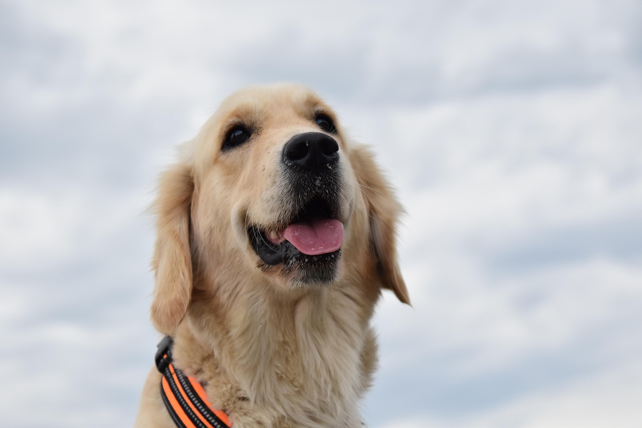 4 best dog wallpapers best dog wallpapers, cute dog backgrounds, Golden Retriever 4K wallpapers, Golden Retriever background HD, Golden Retriever puppies, loyal dog breed images, pet photography, Ultra HD animal wallpapers Golden Retriever 4K Wallpapers – Loyal and Nice Companions best dog wallpapers Golden Retriever 4K Wallpapers – Loyal and Nice Companions