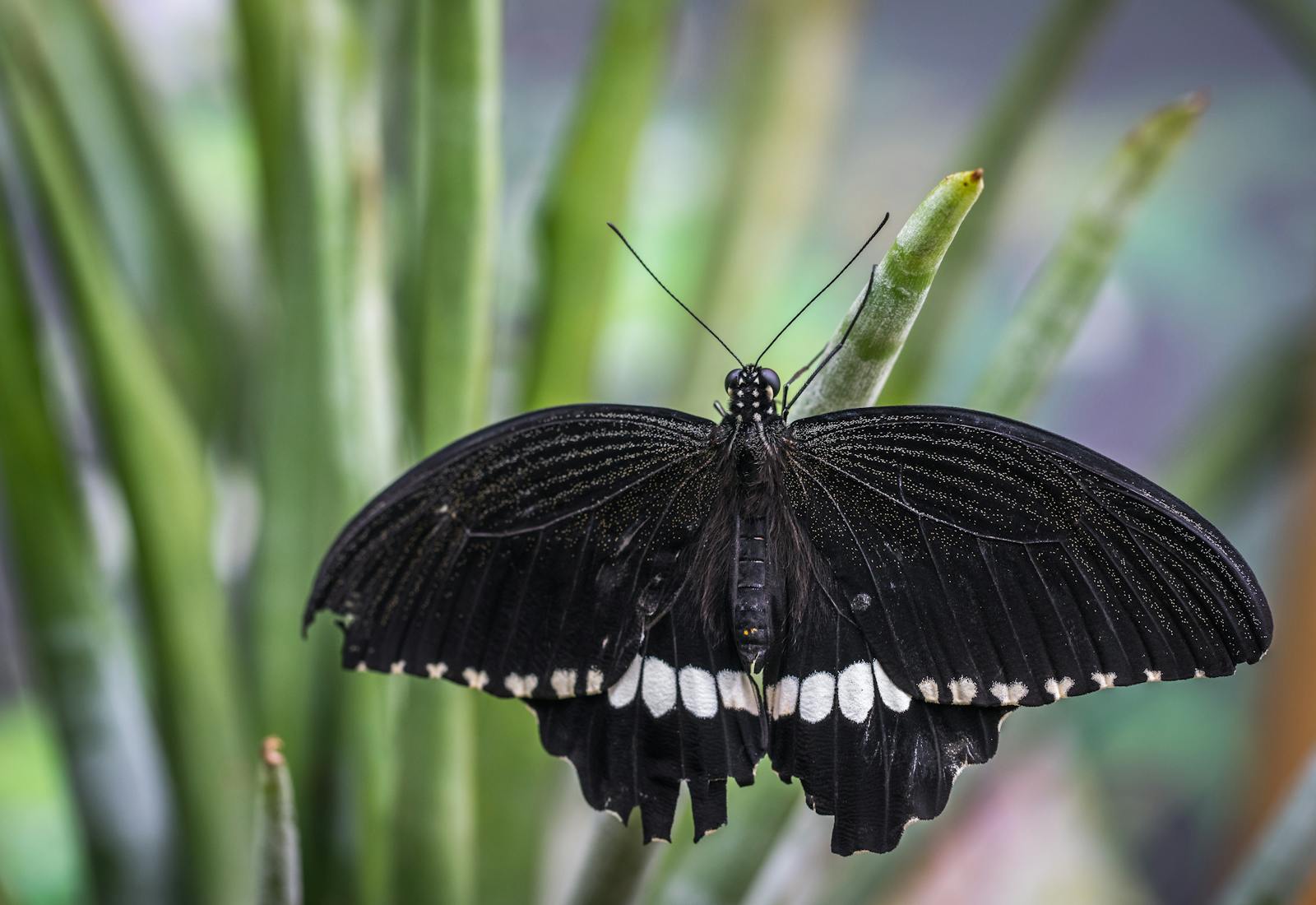 butterfly 4k wallpapers Butterfly 4K Wallpapers – Vibrant Wings of Pure world