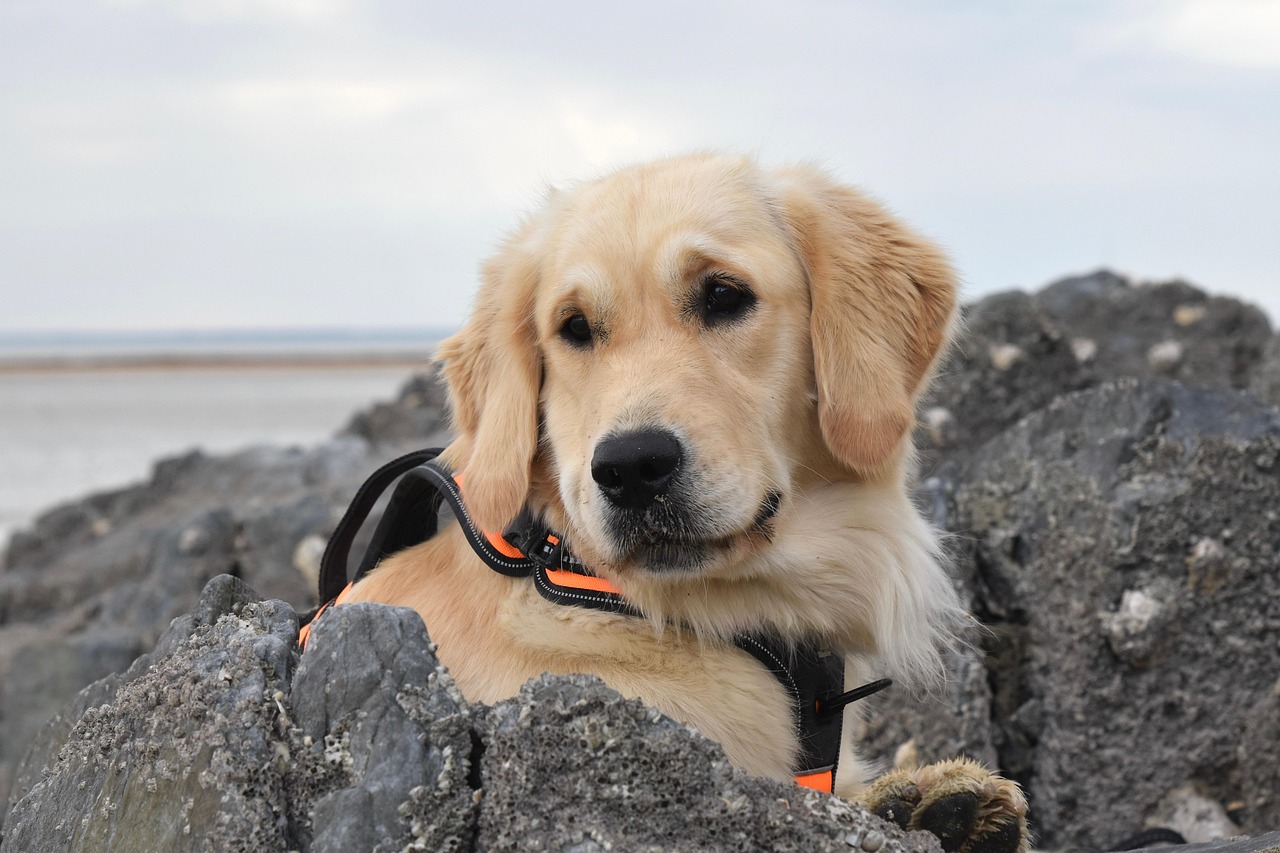 2 best dog wallpapers best dog wallpapers, cute dog backgrounds, Golden Retriever 4K wallpapers, Golden Retriever background HD, Golden Retriever puppies, loyal dog breed images, pet photography, Ultra HD animal wallpapers Golden Retriever 4K Wallpapers – Loyal and Nice Companions best dog wallpapers Golden Retriever 4K Wallpapers – Loyal and Nice Companions
