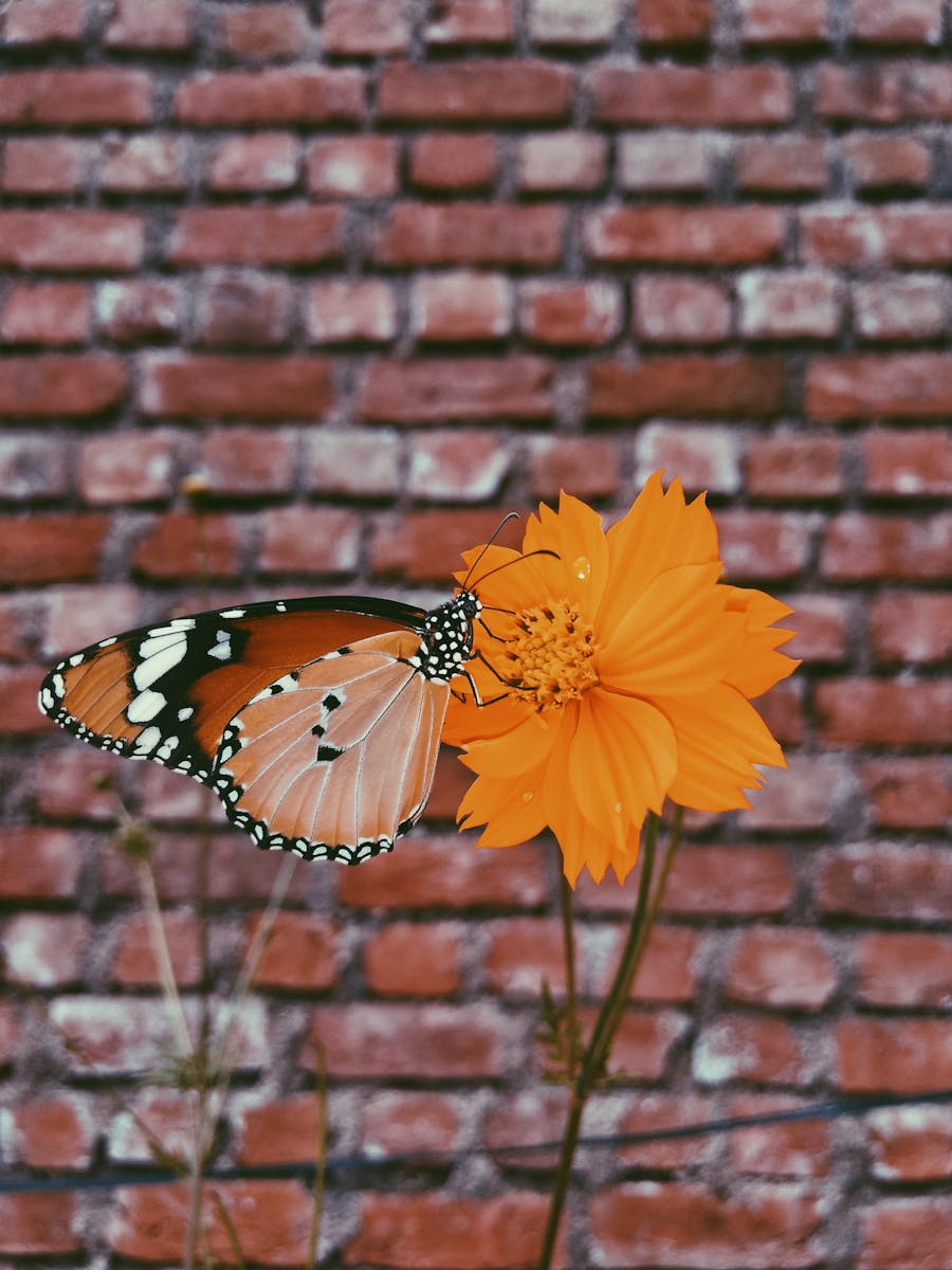 11 butterfly 4k wallpapers butterfly 4k wallpapers, butterfly photography 4k, butterfly ultra hd images, colorful butterfly backgrounds, nature insect wallpapers, nature wallpapers free download Butterfly 4K Wallpapers – Vibrant Wings of Pure world butterfly 4k wallpapers Butterfly 4K Wallpapers – Vibrant Wings of Pure world