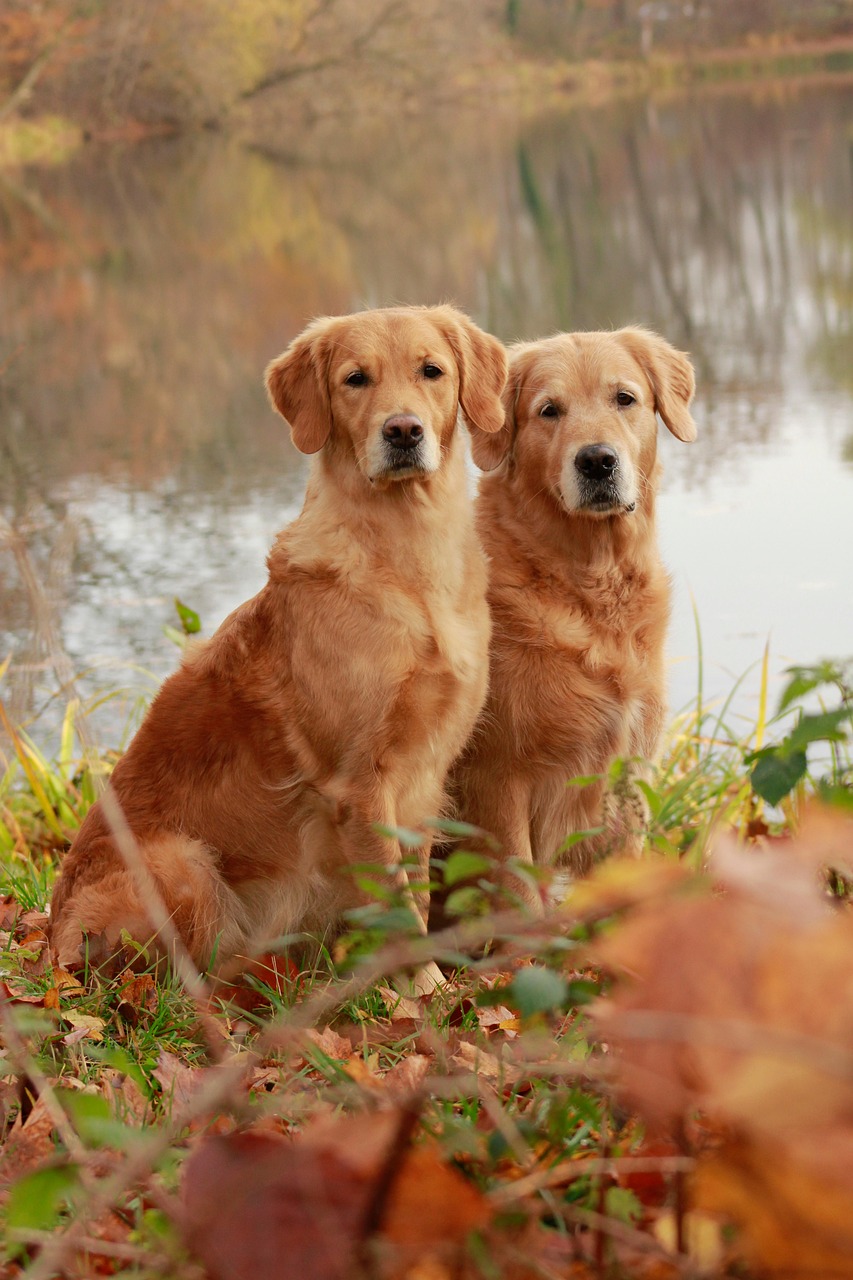 8 best dog wallpapers best dog wallpapers, cute dog backgrounds, Golden Retriever 4K wallpapers, Golden Retriever background HD, Golden Retriever puppies, loyal dog breed images, pet photography, Ultra HD animal wallpapers Golden Retriever 4K Wallpapers – Loyal and Nice Companions best dog wallpapers Golden Retriever 4K Wallpapers – Loyal and Nice Companions
