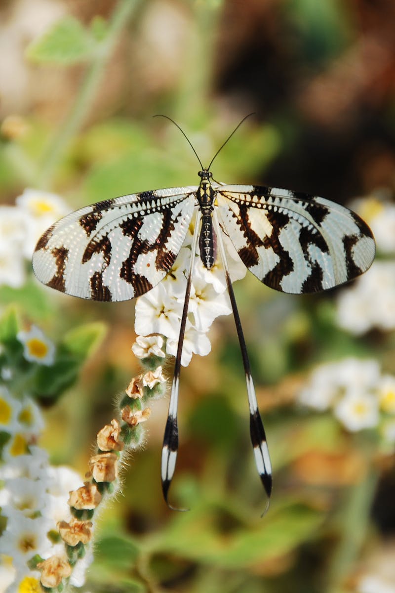 17 butterfly 4k wallpapers butterfly 4k wallpapers, butterfly photography 4k, butterfly ultra hd images, colorful butterfly backgrounds, nature insect wallpapers, nature wallpapers free download Butterfly 4K Wallpapers – Vibrant Wings of Pure world butterfly 4k wallpapers Butterfly 4K Wallpapers – Vibrant Wings of Pure world