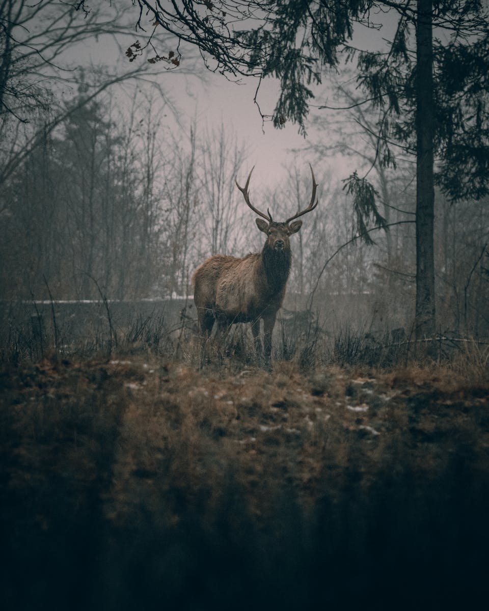 6 buck deer in fog wallpapers 4K buck deer in fog wallpapers 4K, deer and mist 4K background, deer wallpaper HD, forest deer wallpaper, majestic buck wallpapers, nature fog backgrounds, wild animal wallpapers 4K Buck Deer in Fog Wallpapers 4K – The Majestic Beauty of Nature’s Silent Mornings buck deer in fog wallpapers 4K Buck Deer in Fog Wallpapers 4K – The Majestic Beauty of Nature’s Silent Mornings