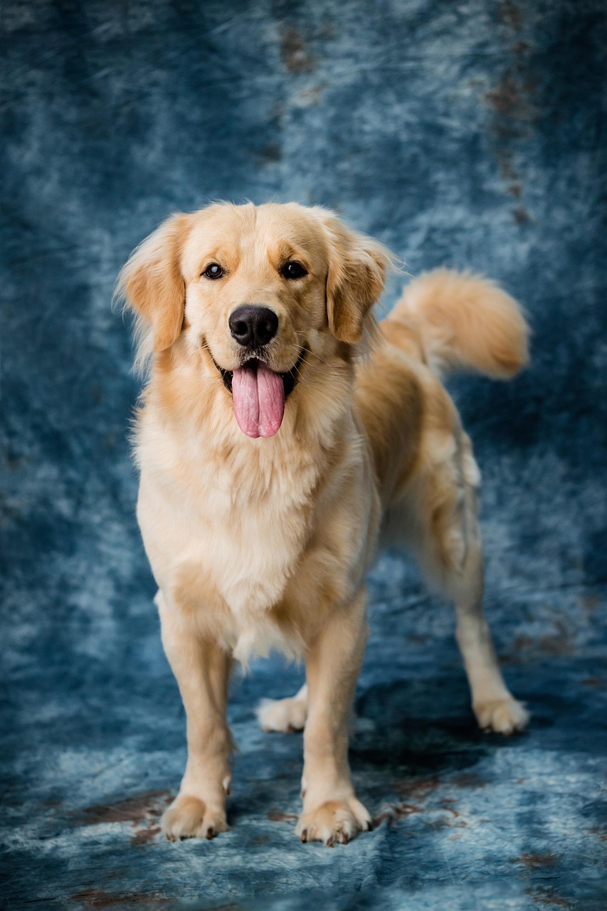 7 best dog wallpapers best dog wallpapers, cute dog backgrounds, Golden Retriever 4K wallpapers, Golden Retriever background HD, Golden Retriever puppies, loyal dog breed images, pet photography, Ultra HD animal wallpapers Golden Retriever 4K Wallpapers – Loyal and Nice Companions best dog wallpapers Golden Retriever 4K Wallpapers – Loyal and Nice Companions