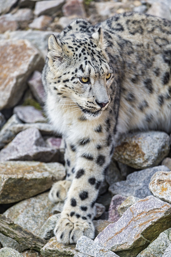 7 HD Snow Leopard Wallpaper HD Snow Leopard Wallpaper, Mother Leopard and Cubs Art, Snow Leopard UHD Background, Wild Animal 4K Backgrounds, Wildlife 4K Wallpapers, Winter Art Wallpaper Snow Leopard Mom With Cubs – Beautiful Winter Artwork 4K UHD Wallpaper HD Snow Leopard Wallpaper Snow Leopard Mom With Cubs – Beautiful Winter Artwork 4K UHD Wallpaper