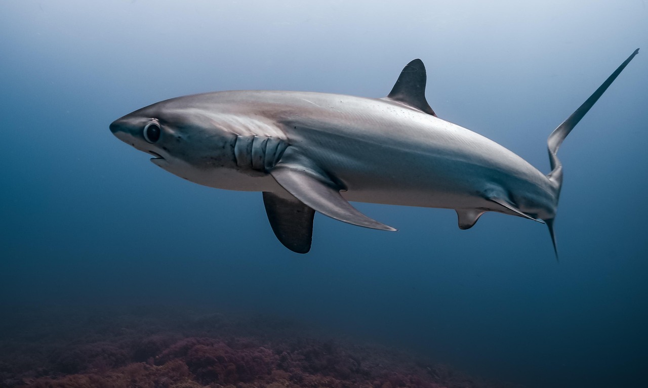 Deep Sea Wallpapers Shark 4K Wallpapers – Fearless Predators of the Ocean