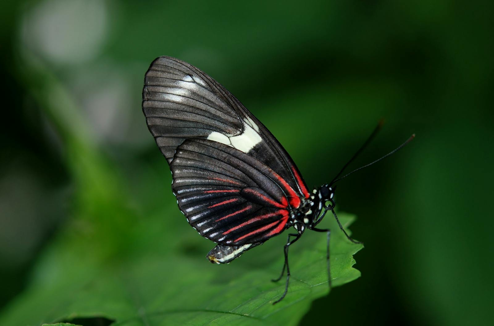 1 butterfly 4k wallpapers butterfly 4k wallpapers, butterfly photography 4k, butterfly ultra hd images, colorful butterfly backgrounds, nature insect wallpapers, nature wallpapers free download Butterfly 4K Wallpapers – Vibrant Wings of Pure world butterfly 4k wallpapers Butterfly 4K Wallpapers – Vibrant Wings of Pure world