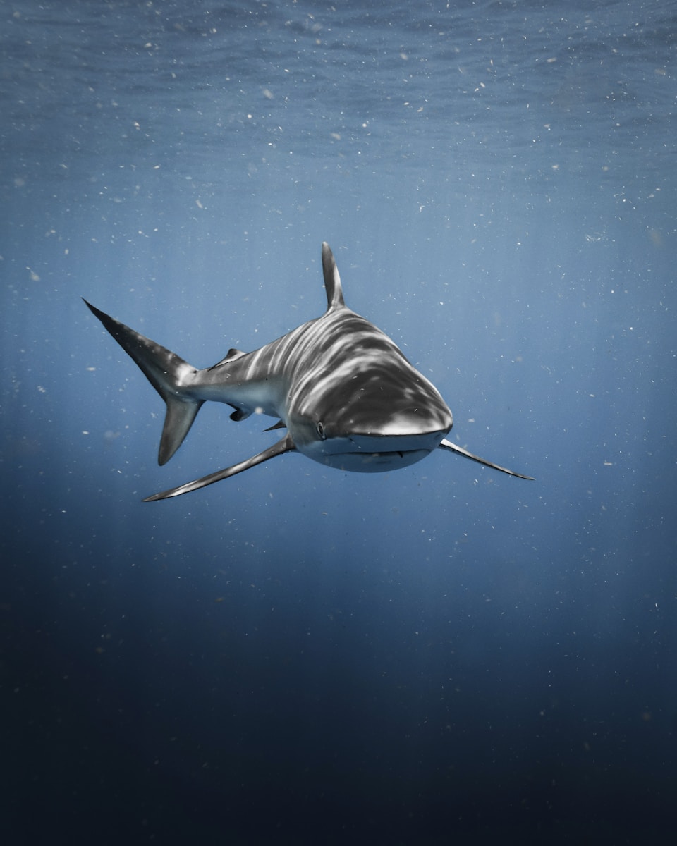 Deep Sea Wallpapers Shark 4K Wallpapers – Fearless Predators of the Ocean