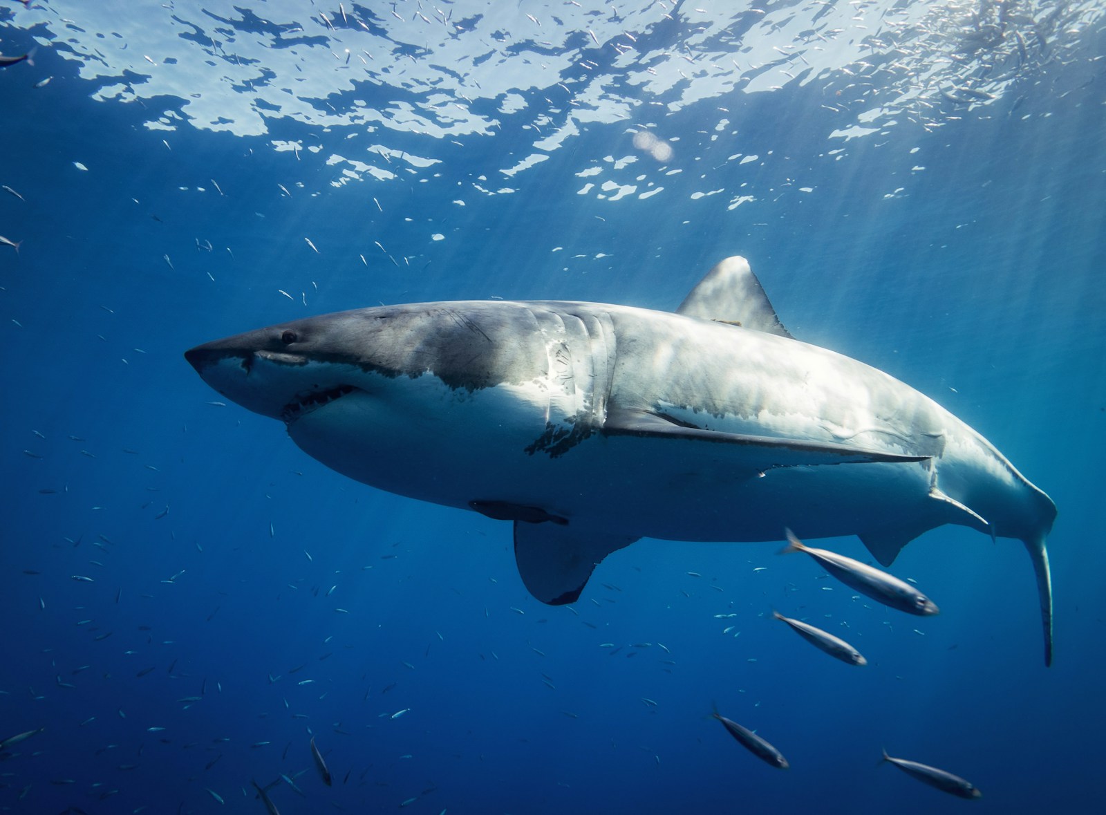 Deep Sea Wallpapers Shark 4K Wallpapers – Fearless Predators of the Ocean