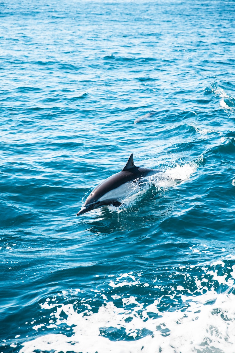 8 dolphin 4k wallpapers dolphin 4k wallpapers, dolphin ultra HD pictures, marine life wallpapers, ocean animals 4k, ocean dolphin backgrounds, sea life desktop wallpapers, underwater dolphin images Dolphin 4K Wallpapers – Joyful Swimmers of the Ocean dolphin 4k wallpapers Dolphin 4K Wallpapers – Joyful Swimmers of the Ocean