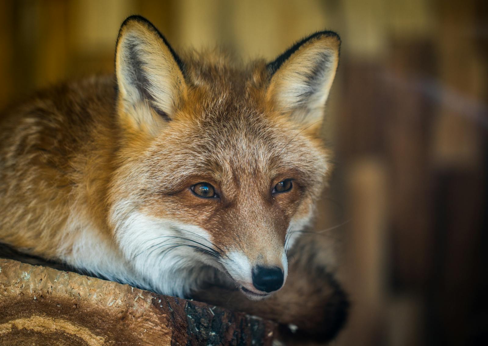 arctic fox wallpaper Fox Wallpapers – Elegant and Clever Forest Creatures