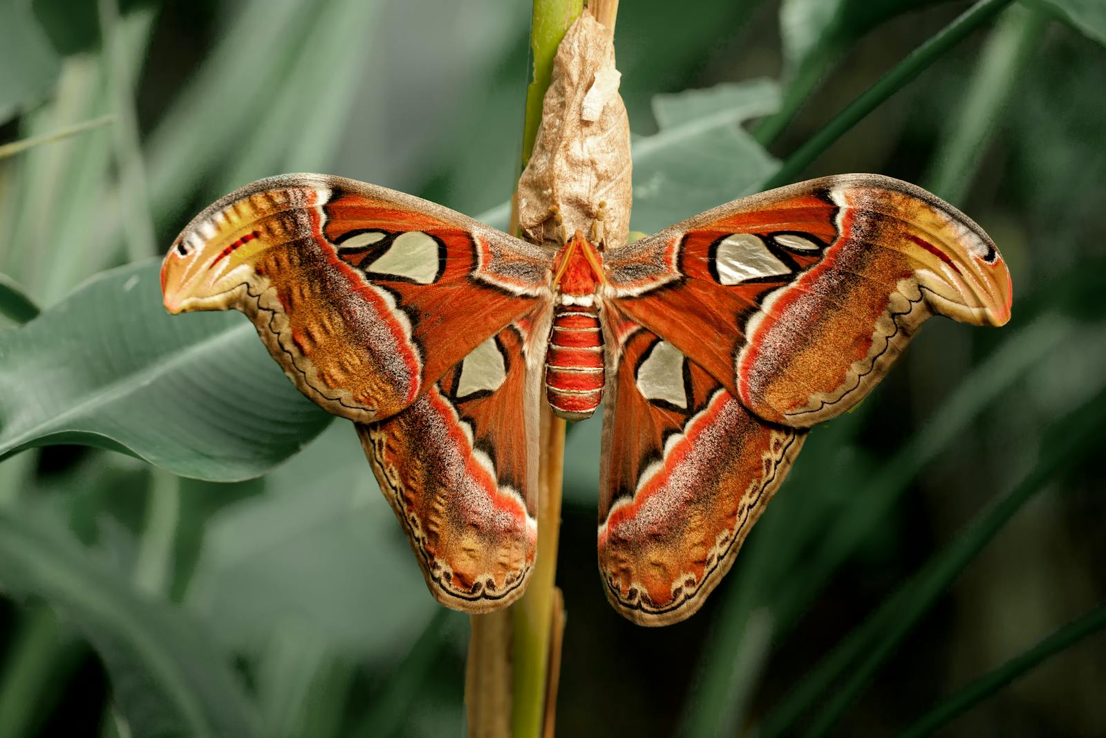 15 butterfly 4k wallpapers butterfly 4k wallpapers, butterfly photography 4k, butterfly ultra hd images, colorful butterfly backgrounds, nature insect wallpapers, nature wallpapers free download Butterfly 4K Wallpapers – Vibrant Wings of Pure world butterfly 4k wallpapers Butterfly 4K Wallpapers – Vibrant Wings of Pure world
