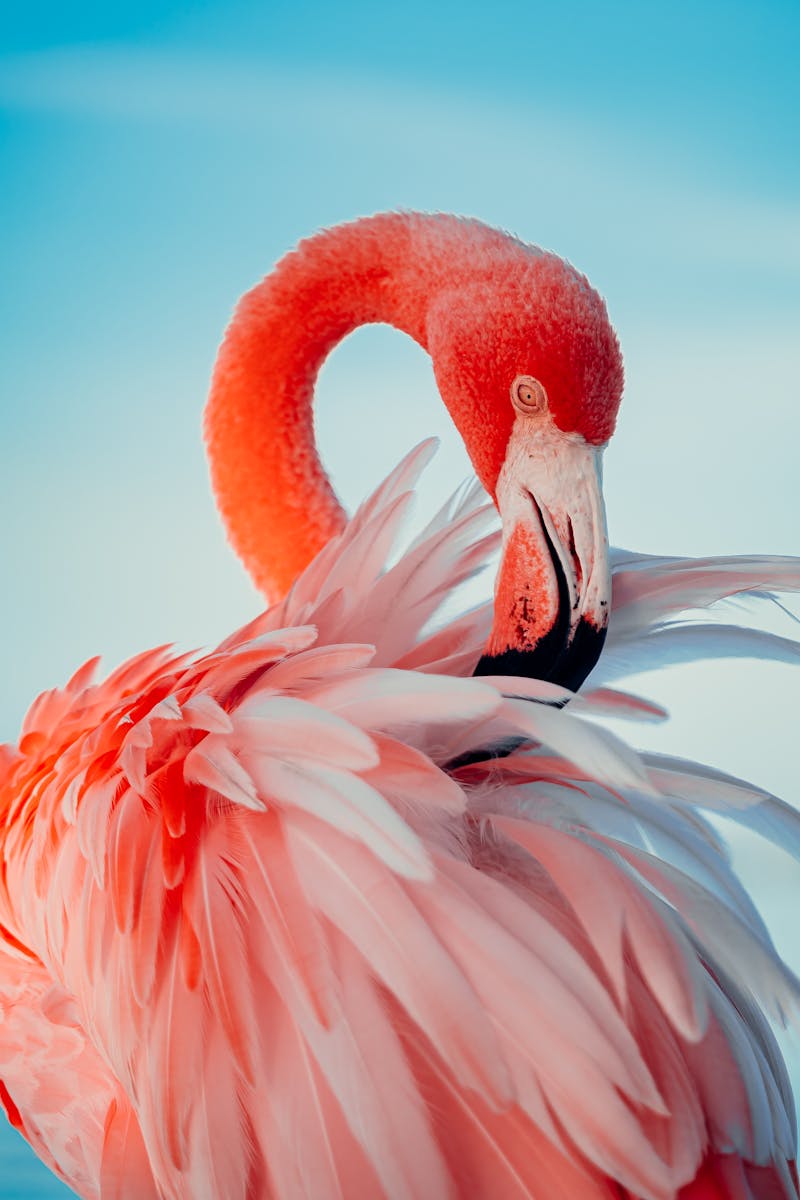 digital wallpapers Flamingo Wallpapers 4K – Glossy Pink Birds inside the Wild