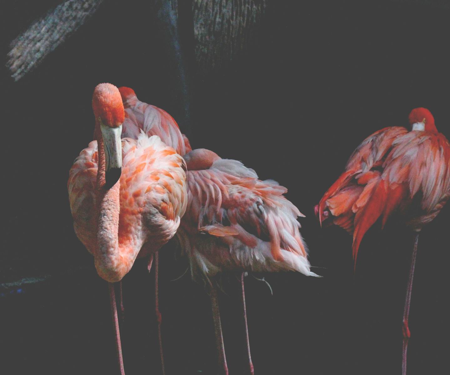 digital wallpapers Flamingo Wallpapers 4K – Glossy Pink Birds inside the Wild