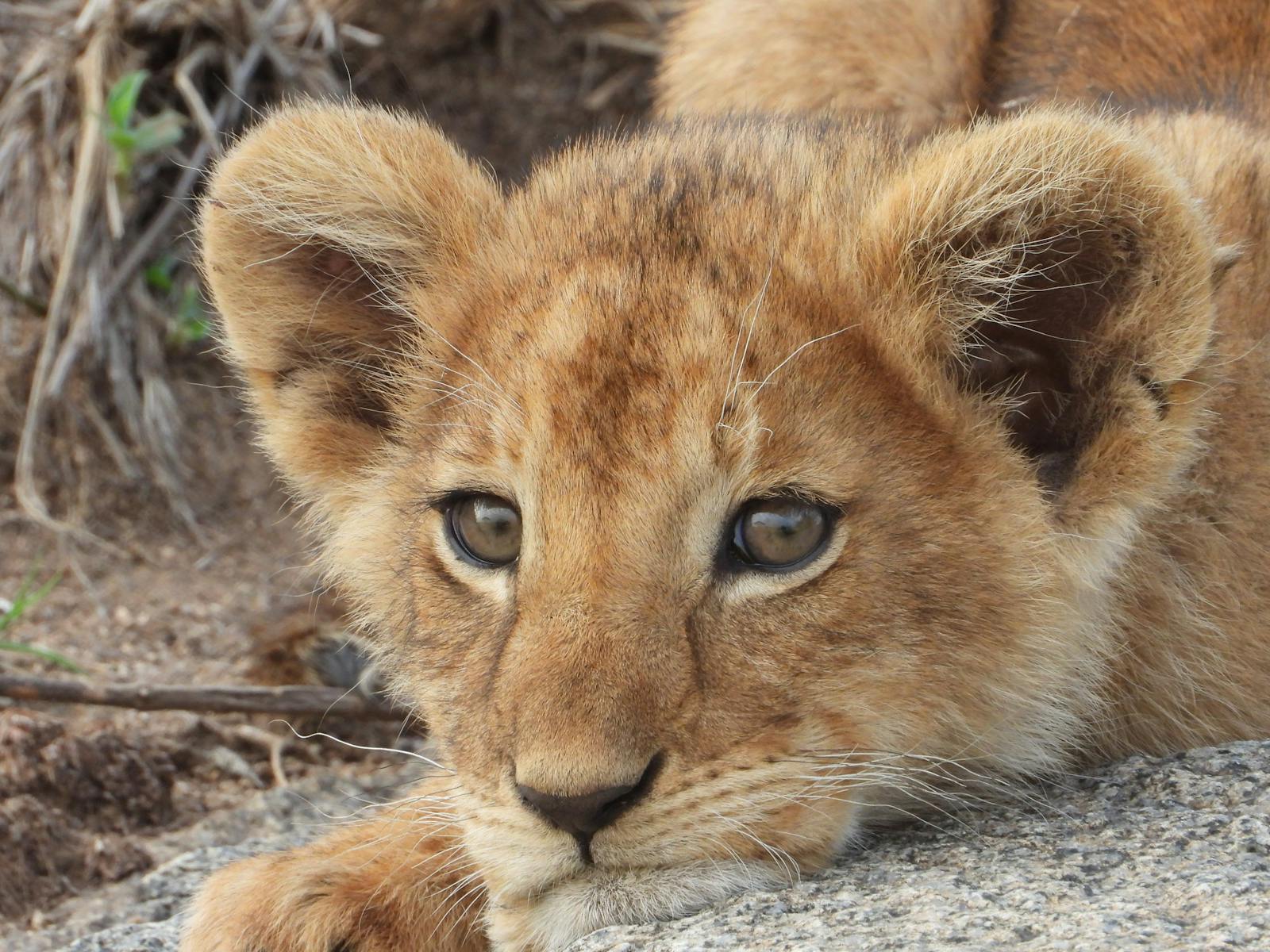 14 African lions African lions, animal wallpapers, baby lion wallpaper, cute lion wallpapers, lion cub 4K wallpapers, lion cub wallpapers, majestic lions, nature backgrounds, wildlife photography Lion Cub Wallpapers – The Cutest Faces of the Wild African lions Lion Cub Wallpapers – The Cutest Faces of the Wild