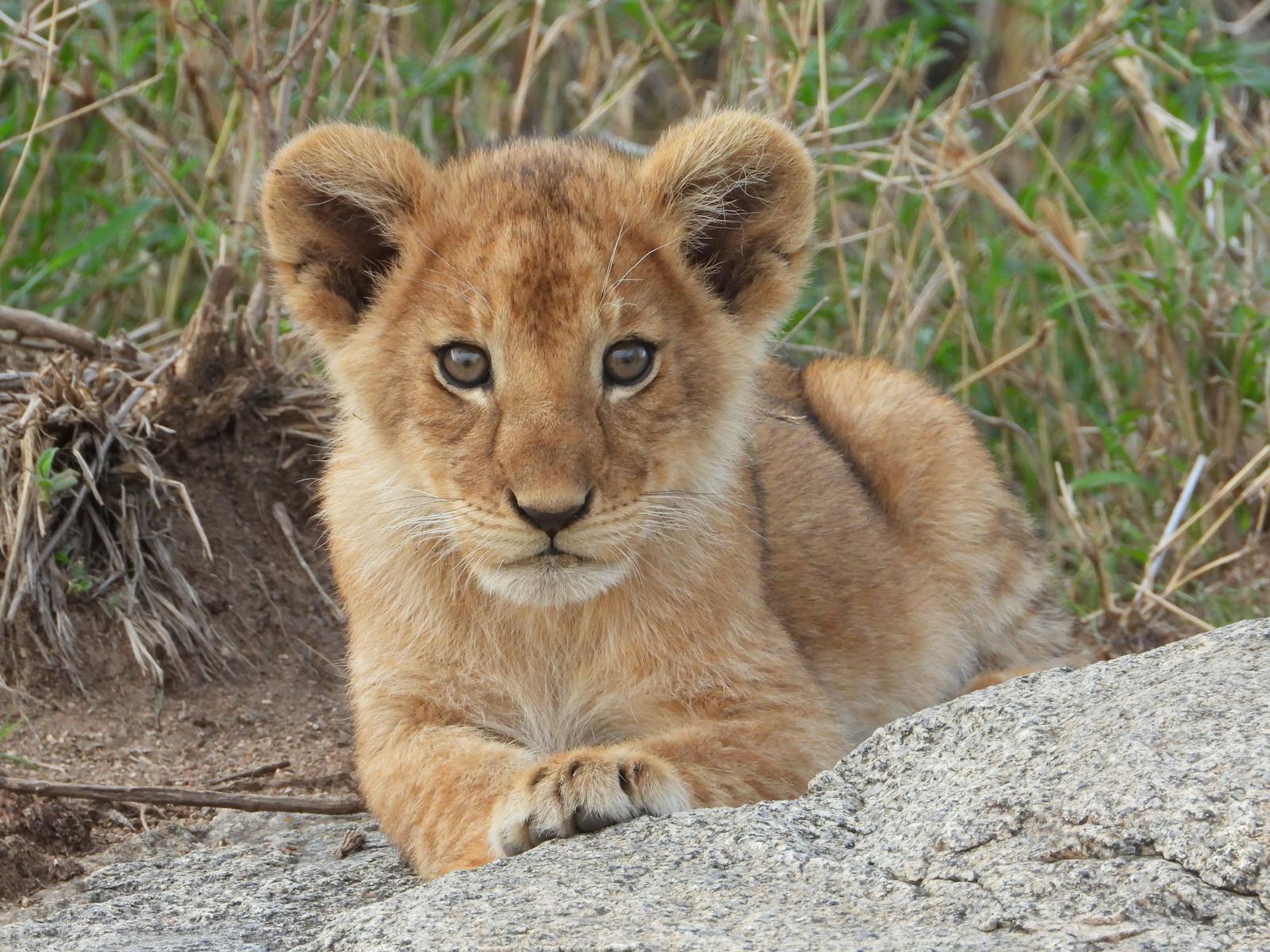 16 African lions African lions, animal wallpapers, baby lion wallpaper, cute lion wallpapers, lion cub 4K wallpapers, lion cub wallpapers, majestic lions, nature backgrounds, wildlife photography Lion Cub Wallpapers – The Cutest Faces of the Wild African lions Lion Cub Wallpapers – The Cutest Faces of the Wild
