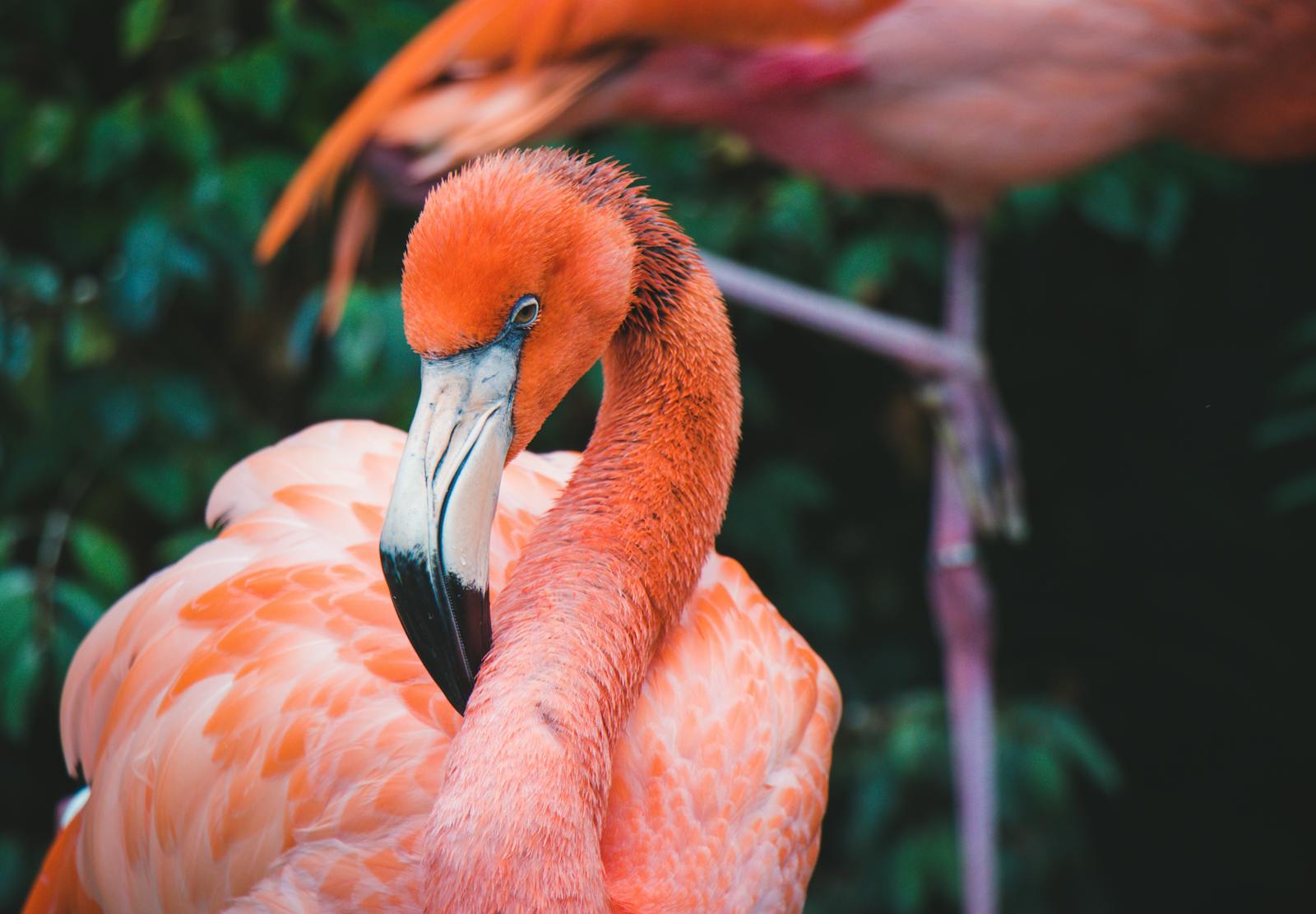digital wallpapers Flamingo Wallpapers 4K – Glossy Pink Birds inside the Wild