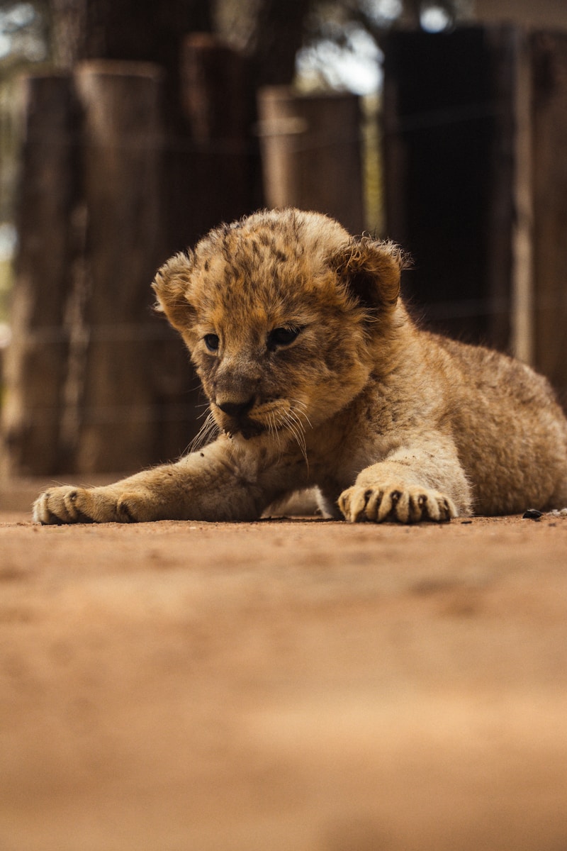 22 African lions African lions, animal wallpapers, baby lion wallpaper, cute lion wallpapers, lion cub 4K wallpapers, lion cub wallpapers, majestic lions, nature backgrounds, wildlife photography Lion Cub Wallpapers – The Cutest Faces of the Wild African lions Lion Cub Wallpapers – The Cutest Faces of the Wild