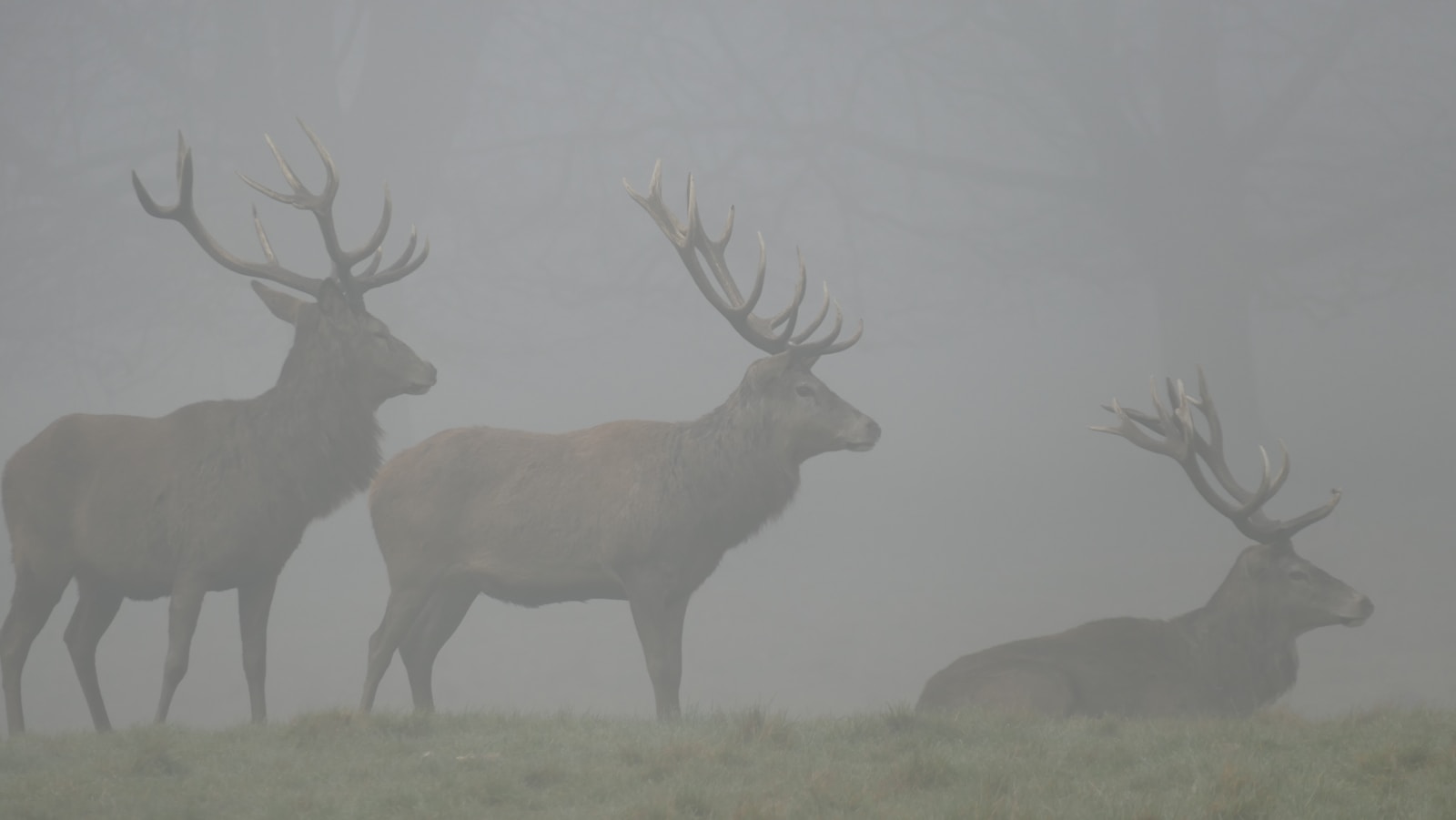 10 buck deer in fog wallpapers 4K buck deer in fog wallpapers 4K, deer and mist 4K background, deer wallpaper HD, forest deer wallpaper, majestic buck wallpapers, nature fog backgrounds, wild animal wallpapers 4K Buck Deer in Fog Wallpapers 4K – The Majestic Beauty of Nature’s Silent Mornings