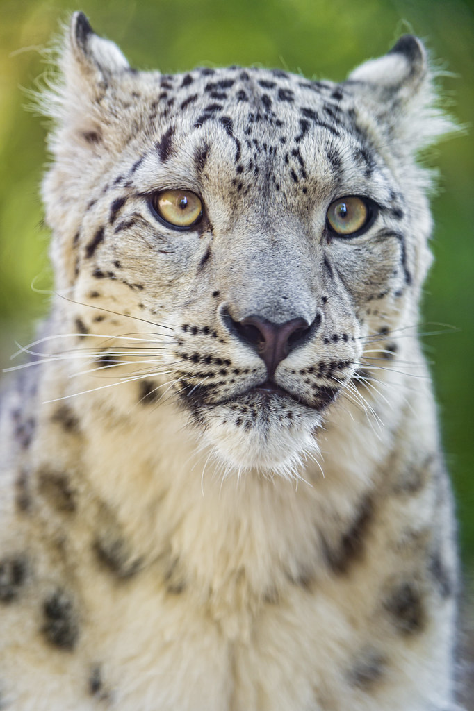 8 HD Snow Leopard Wallpaper HD Snow Leopard Wallpaper, Mother Leopard and Cubs Art, Snow Leopard UHD Background, Wild Animal 4K Backgrounds, Wildlife 4K Wallpapers, Winter Art Wallpaper Snow Leopard Mom With Cubs – Beautiful Winter Artwork 4K UHD Wallpaper HD Snow Leopard Wallpaper Snow Leopard Mom With Cubs – Beautiful Winter Artwork 4K UHD Wallpaper