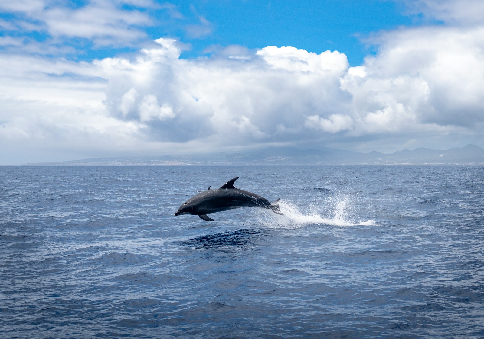 5 dolphin 4k wallpapers dolphin 4k wallpapers, dolphin ultra HD pictures, marine life wallpapers, ocean animals 4k, ocean dolphin backgrounds, sea life desktop wallpapers, underwater dolphin images Dolphin 4K Wallpapers – Joyful Swimmers of the Ocean dolphin 4k wallpapers Dolphin 4K Wallpapers – Joyful Swimmers of the Ocean