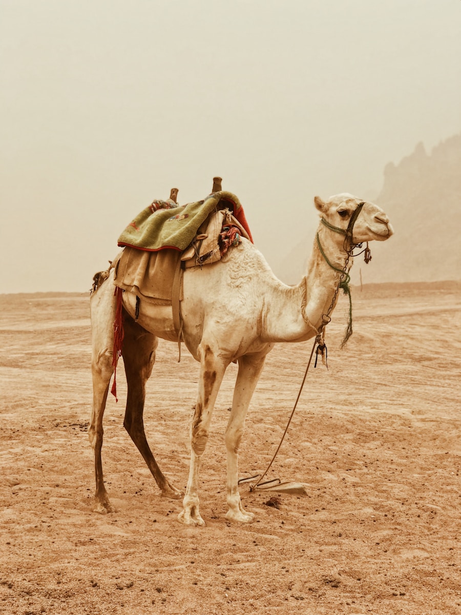 24 4K camel background 4K camel background, Arabian desert wallpaper, camel caravan photos, camel photography, camel wallpapers, desert dunes wallpaper, desert travelers, nature 4K backgrounds., Ultra HD camel images, Wildlife Wallpapers Camel Wallpapers – Desert Vacationers of the Sand Dunes 4K camel background Camel Wallpapers – Desert Vacationers of the Sand Dunes