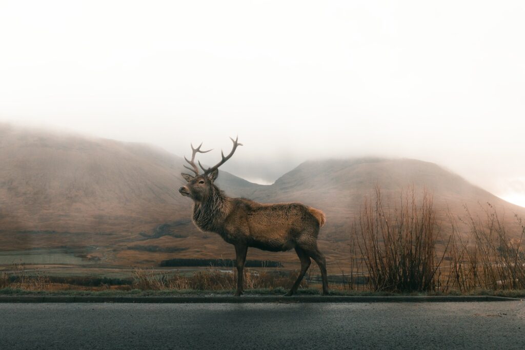 buck deer in fog wallpapers 4K Buck Deer in Fog Wallpapers 4K – The Majestic Beauty of Nature’s Silent Mornings