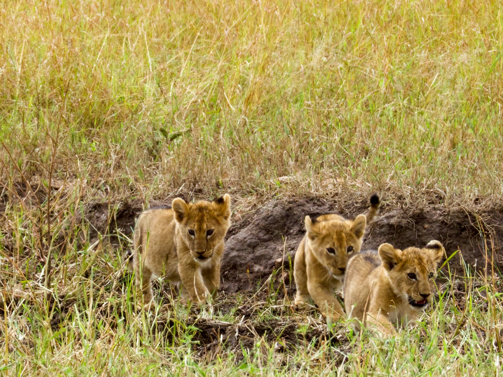 21 African lions African lions, animal wallpapers, baby lion wallpaper, cute lion wallpapers, lion cub 4K wallpapers, lion cub wallpapers, majestic lions, nature backgrounds, wildlife photography Lion Cub Wallpapers – The Cutest Faces of the Wild African lions Lion Cub Wallpapers – The Cutest Faces of the Wild