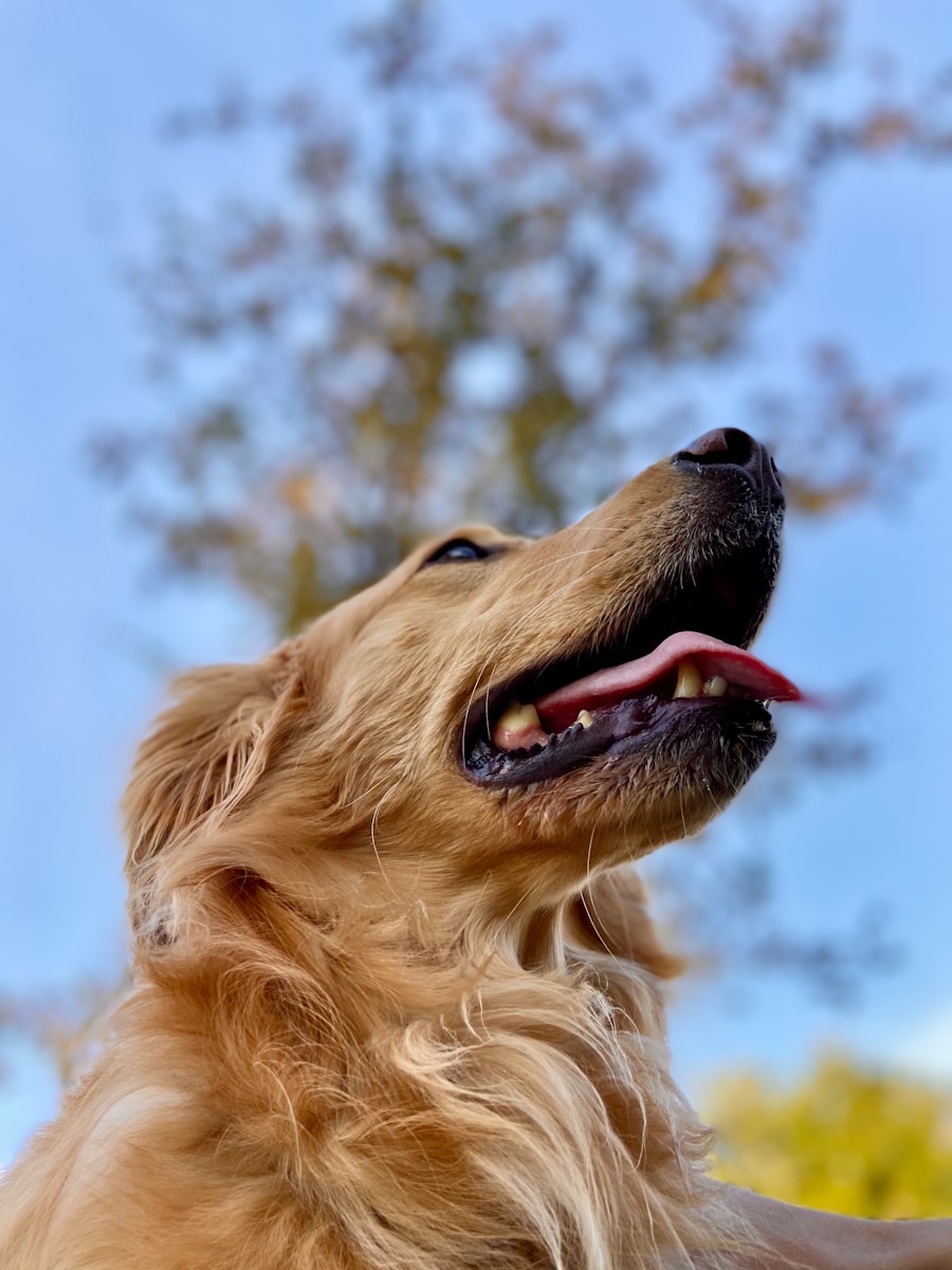11 best dog wallpapers best dog wallpapers, cute dog backgrounds, Golden Retriever 4K wallpapers, Golden Retriever background HD, Golden Retriever puppies, loyal dog breed images, pet photography, Ultra HD animal wallpapers Golden Retriever 4K Wallpapers – Loyal and Nice Companions best dog wallpapers Golden Retriever 4K Wallpapers – Loyal and Nice Companions