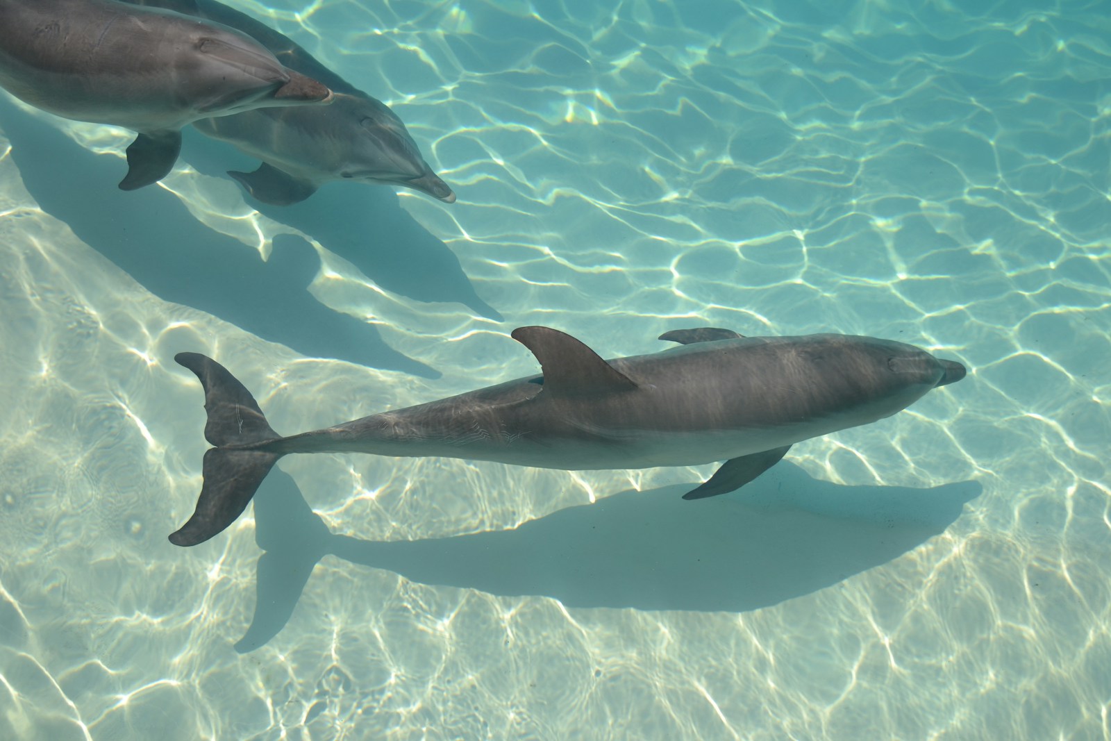 dolphin 4k wallpapers Dolphin 4K Wallpapers – Joyful Swimmers of the Ocean