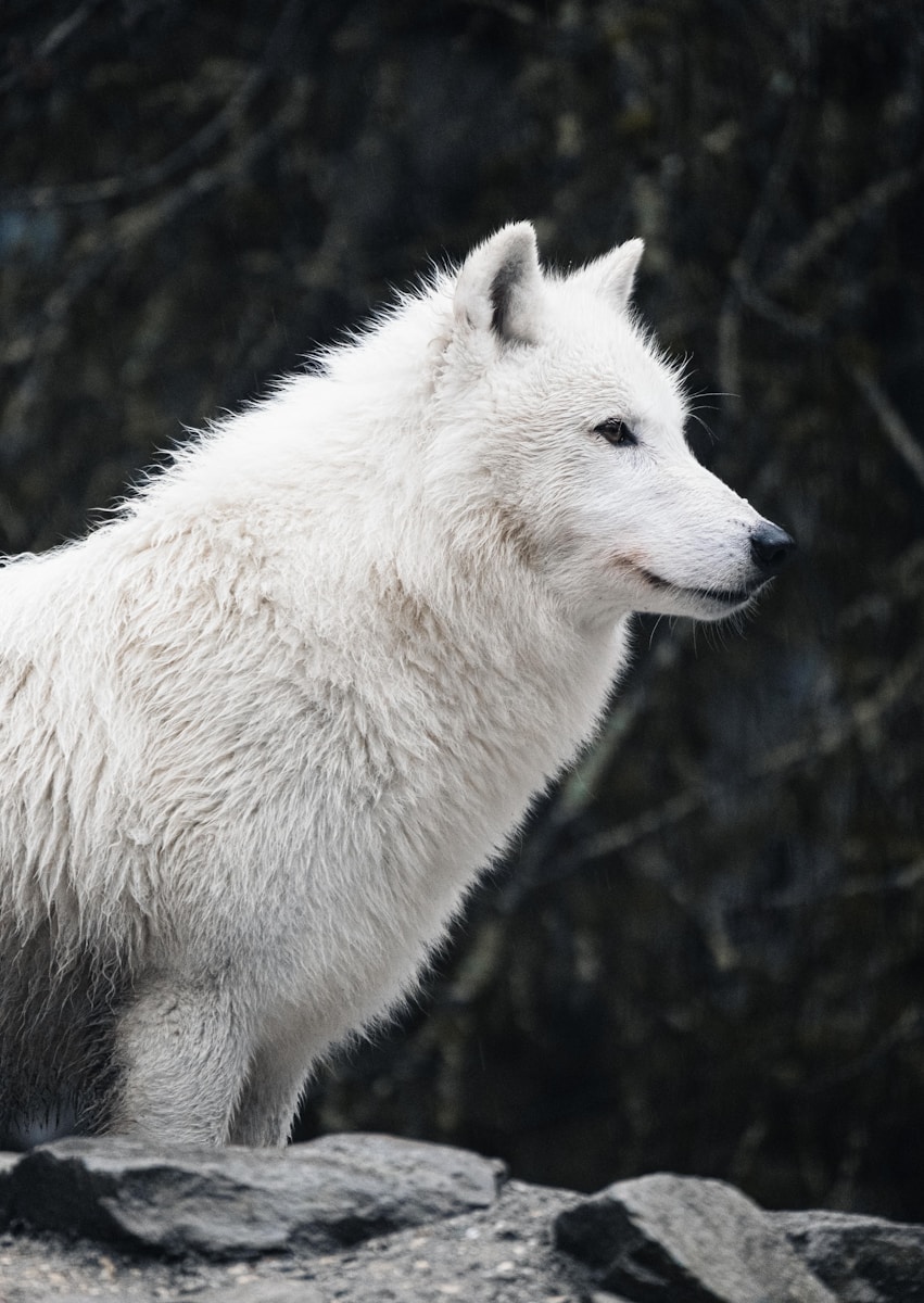 8 4K wolf images 4K wolf images, fantasy wolf wallpaper, snow wolf 4K, wild animal wallpapers, wolf HD background, wolf wallpaper 4K, wolf wallpaper for phone, wolf wallpapers for desktop Wolf Wallpaper 4K – The Wild Beauty of Nature on Your Screen a white wolf standing on top of a rock