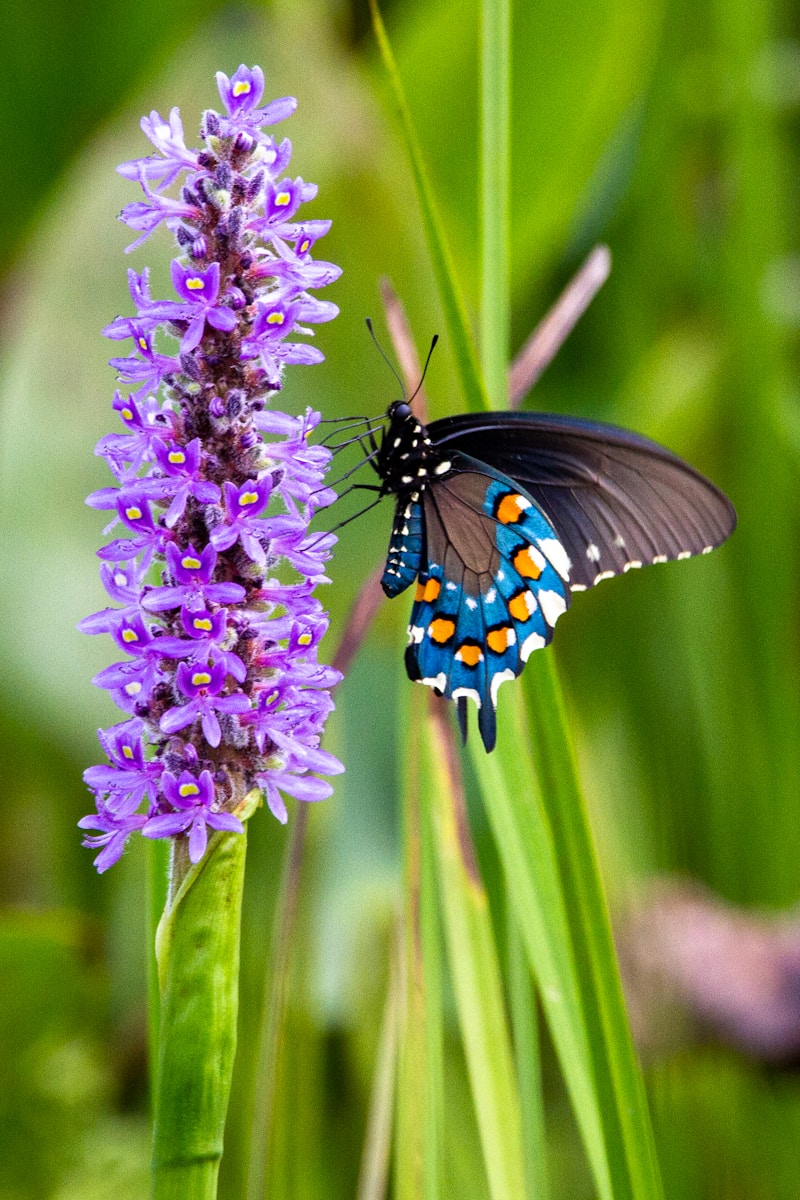 22 butterfly 4k wallpapers butterfly 4k wallpapers, butterfly photography 4k, butterfly ultra hd images, colorful butterfly backgrounds, nature insect wallpapers, nature wallpapers free download Butterfly 4K Wallpapers – Vibrant Wings of Pure world butterfly 4k wallpapers Butterfly 4K Wallpapers – Vibrant Wings of Pure world