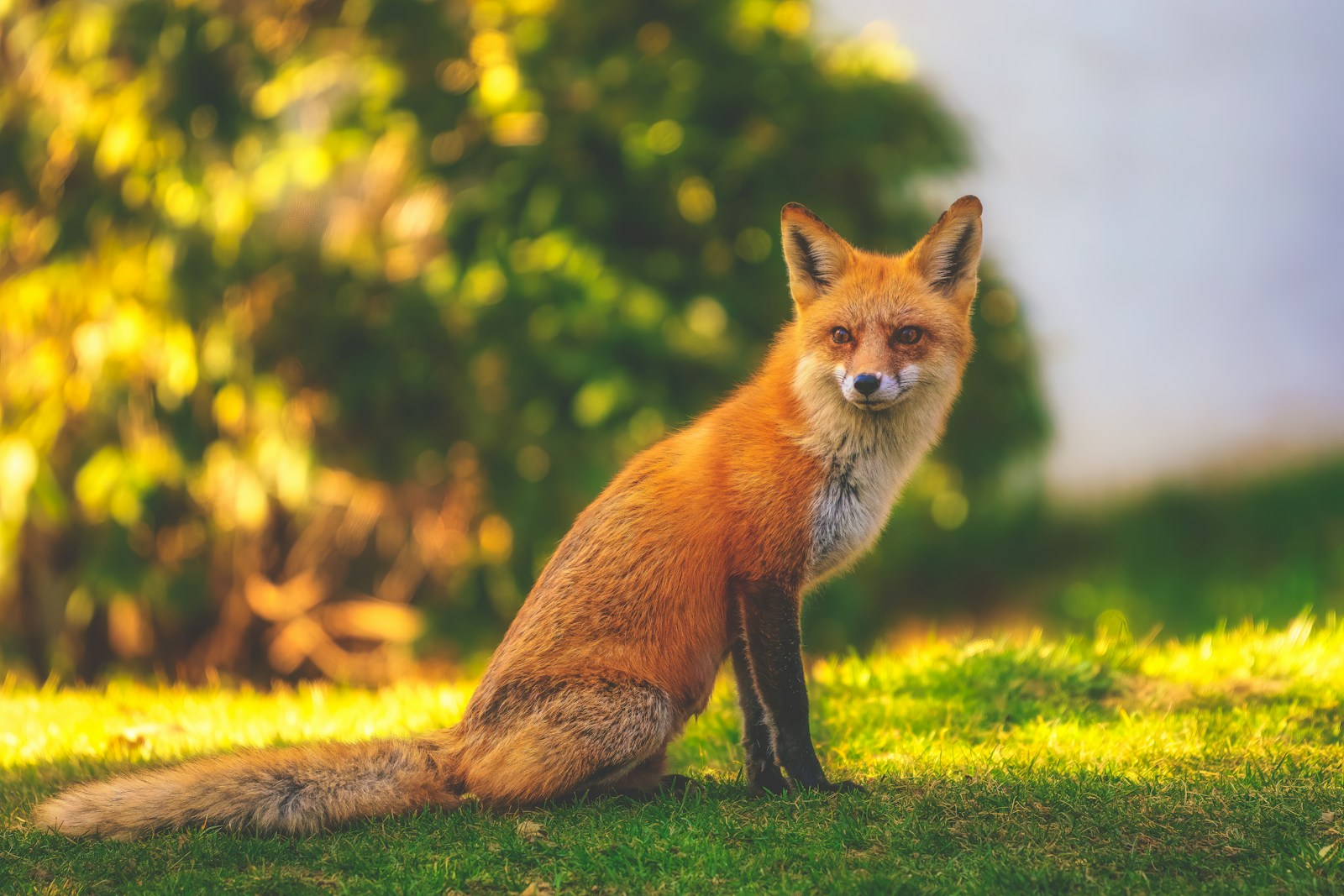 arctic fox wallpaper Fox Wallpapers – Elegant and Clever Forest Creatures