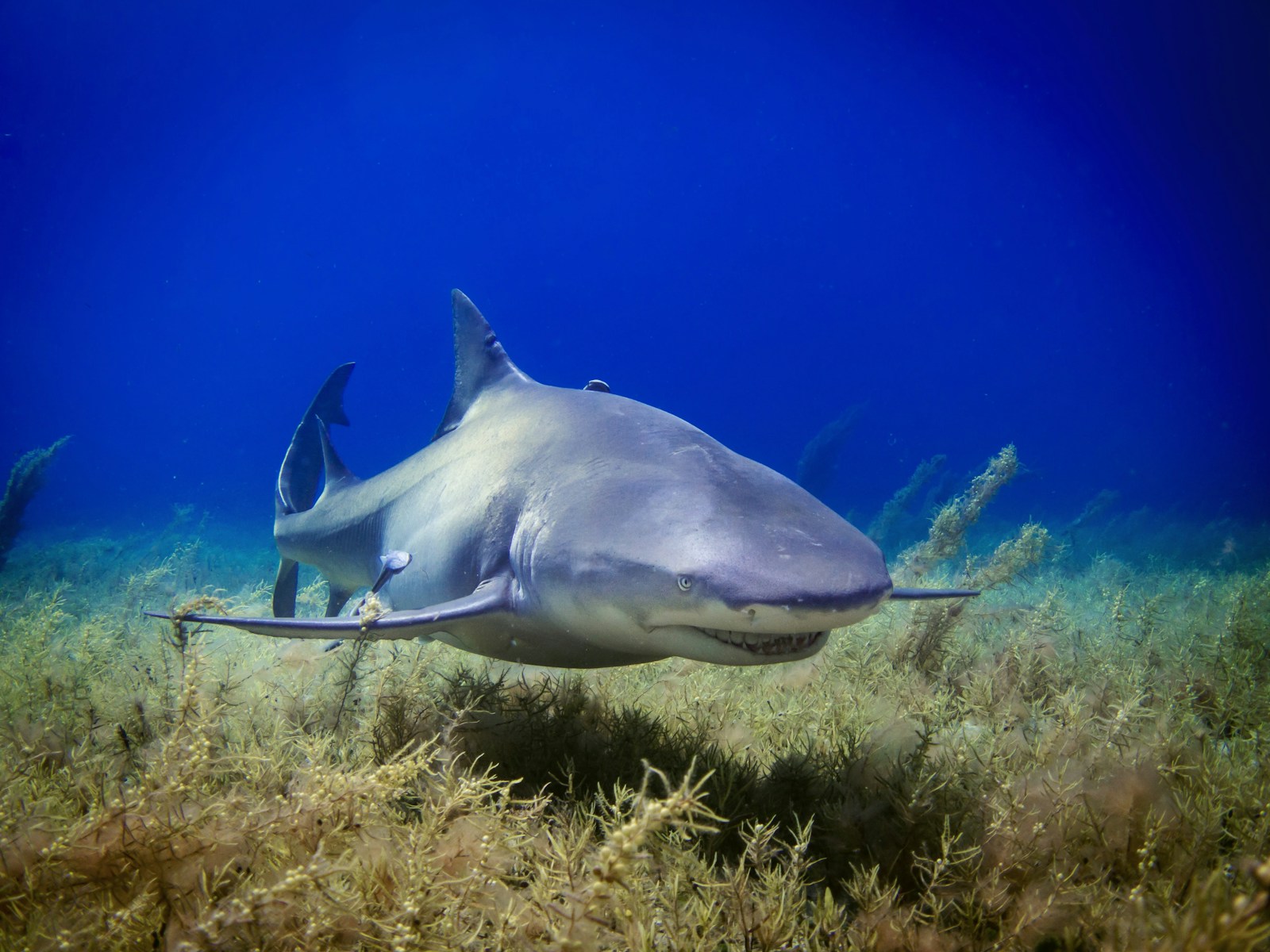 Deep Sea Wallpapers Shark 4K Wallpapers – Fearless Predators of the Ocean